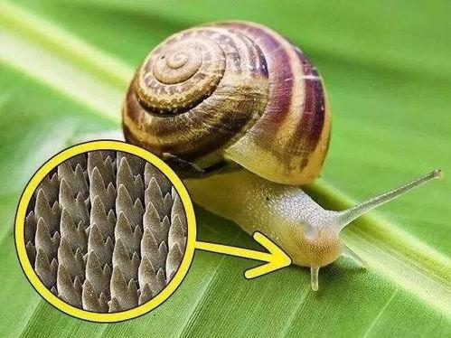 蛇冠子图片,神秘生物的奇幻世界